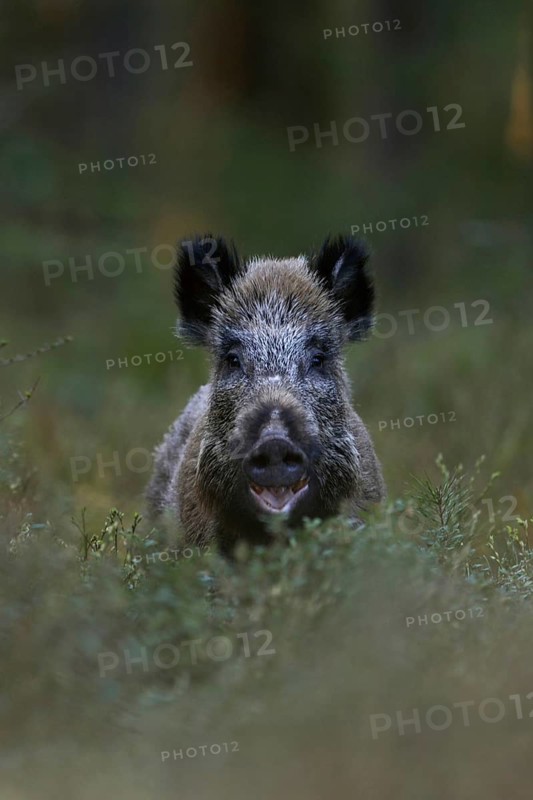 Surprise... Wild boar (Sus scrofa) in the forest, wild sow looks up surprised from the undergrowth, is eating, direct eye contact, frontal shot, funny picture, native nature, Sauerland, Bergisches Land, Germany, Western Europe