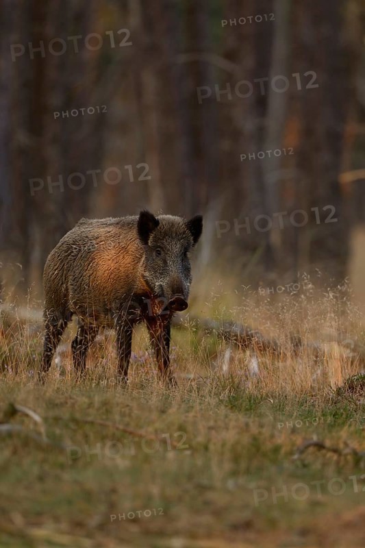 Careful... Wild boar (Sus scrofa), wild boar in summer, short-haired summer coat, summer rind, standing surprised in the undergrowth of an open forest in the last, warm light of day, native nature, Lower Rhine, North Rhine-Westphalia, Germany, Western Europe