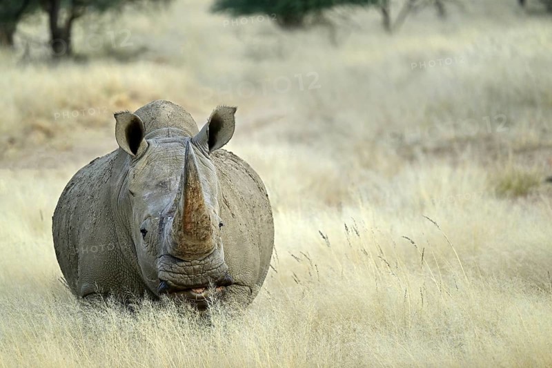 White rhinoceros (Ceratotherium simum) in Namibia