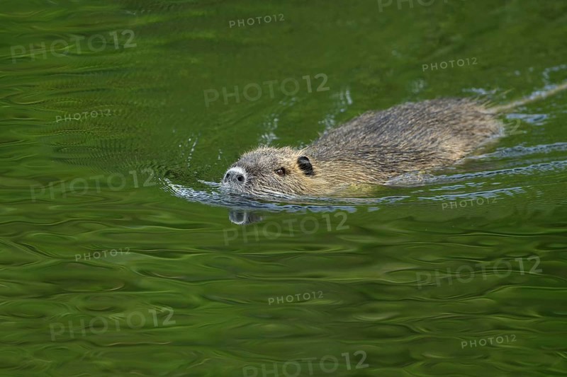 On the move in a hurry... Nutria (Myocastor coypus) swimming through a body of water, common invasive species almost everywhere in Germany, undermines embankments and dykes, causes great damage, native to North America, here neozoon, neozoan, native nature, Meerbusch, Lower Rhine, Rhineland, North Rhine-Westphalia, Germany, Western Europe