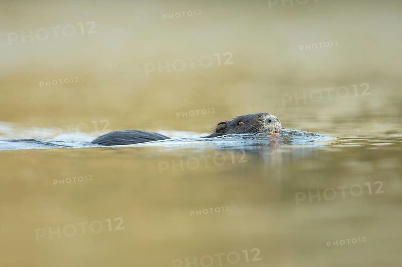 Newcomer to Europe... Nutria (Myocastor coypus), also called beaver rat, common in many places, mostly undesirable species, lives along waterways, undermines paths and dykes, causes agricultural damage, original home North America, here neozoon, neozoan, invasive species, native nature, Meerbusch, Lower Rhine, Rhineland, North Rhine-Westphalia, Germany, Western Europe