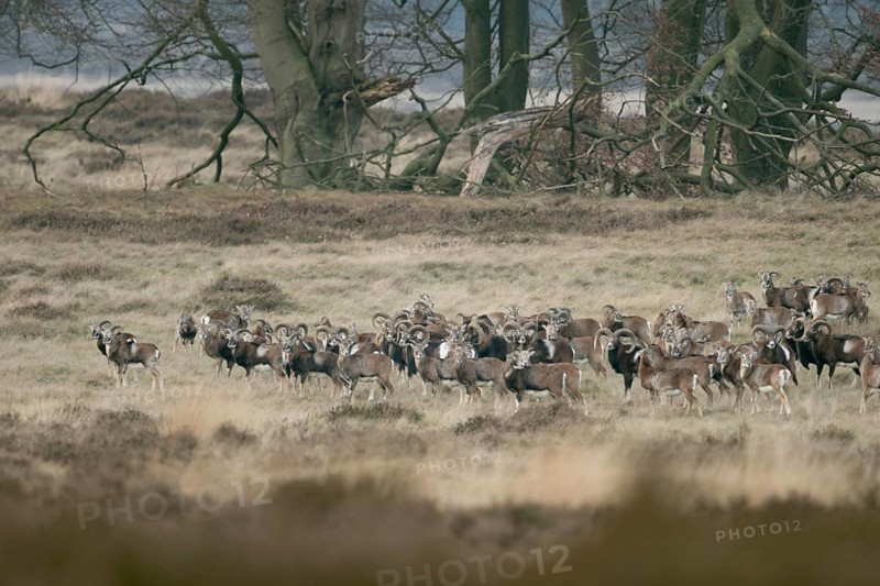 The whole herd... European mouflon (Ovis orientalis), European mouflon, mouflon herd in natural environment, Veluwe, Netherlands, Western Europe