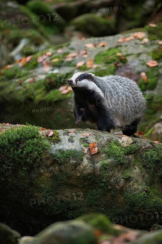 European badger (Meles meles), strong adult animal, runs over a few thicker boulders in autumn, badgers belong to the group of predators as martens, but are omnivores, they take what comes to their nose, have an extremely fine sense of smell, native nature, Germany, Western Europe