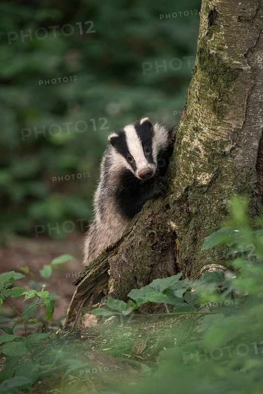 Curious game of hide and seek... European badger (Meles meles), young badger looks curiously out from behind a tree, badgers have very poor eyesight, but they smell all the better, as martens they are among the predators in our native forests, wildlife, native nature, Meerbusch, Lower Rhine, Rhineland, North Rhine-Westphalia, Germany, Western Europe