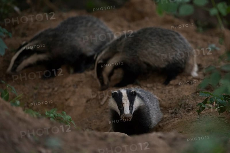 High activity at the badger's den... European badger (Meles meles), young badgers in the late evening around their castle, at the badger burrow, badgers, as martens, are among the predators in our native forests, native nature, wildlife, Meerbusch, Lower Rhine, Rhineland, North Rhine-Westphalia, Germany, Western Europe