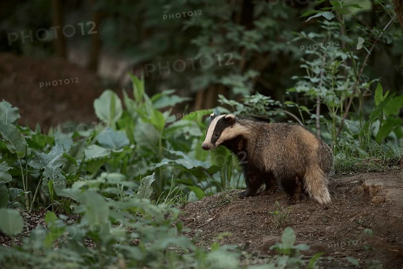European badger (Meles meles), young badger in the late evening around its castle in the forest, at the edge of the forest, at the badger's den, badgers, as martens, are among the predators in our native forests, native nature, wildlife, Meerbusch, Lower Rhine, Rhineland, North Rhine-Westphalia, Germany, Western Europe