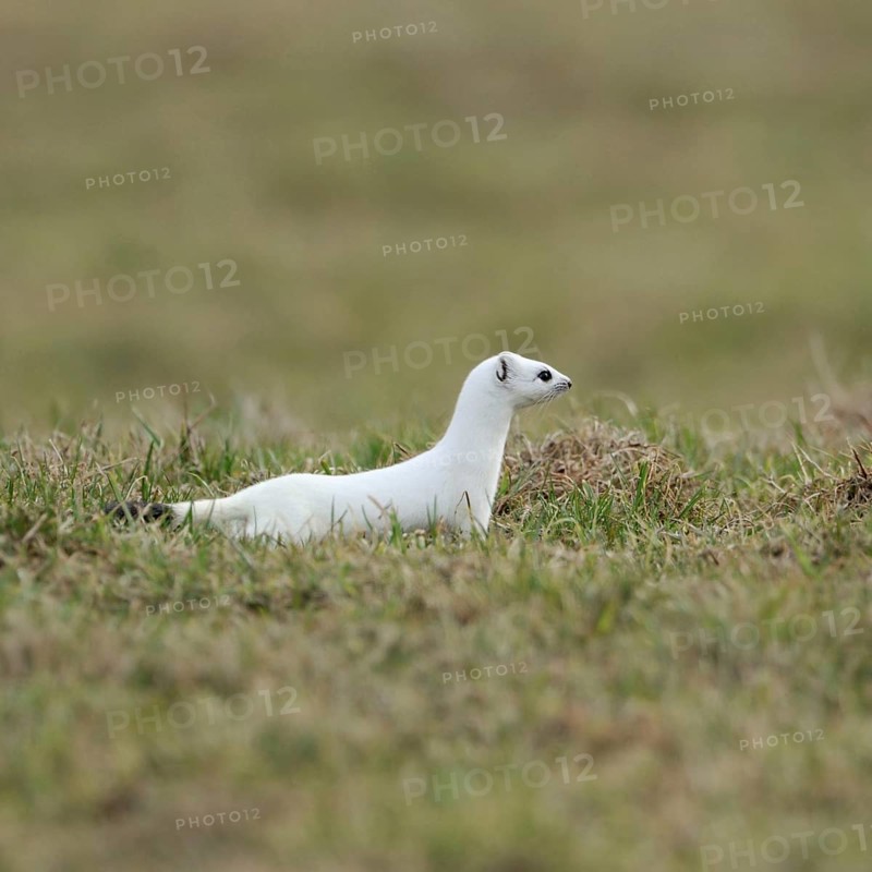 On the hunt... Ermine (Mustela erminea), large weasel in white winter fur hunting in a pasture, meadow in the Sauerland, native nature, Balve, North Rhine-Westphalia, Germany, Western Europe