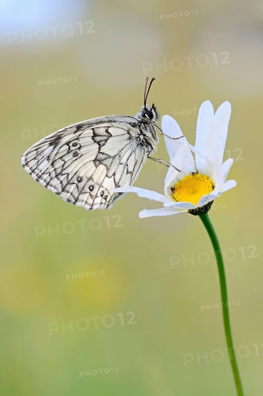 Chequerboard butterfly (Melanargia galathea), male, sitting on a daisy (Oxeye daisy) in summer, easy to distinguish from other butterfly species even for laymen by the chequerboard-like wing pattern, relatively common butterfly, native nature, Eifel, North Rhine-Westphalia, Germany, Western Europe