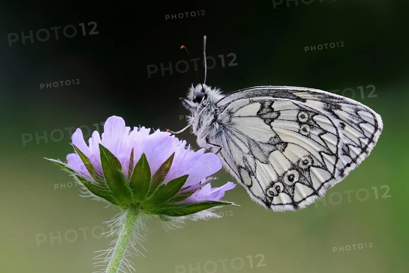 Native butterfly... Checkerspot butterfly (Melanargia galathea), easy to distinguish from other butterfly species by the checkerboard wing pattern, relatively common butterfly, typical in summer, native nature, Eifel, North Rhine-Westphalia, Germany, Western Europe