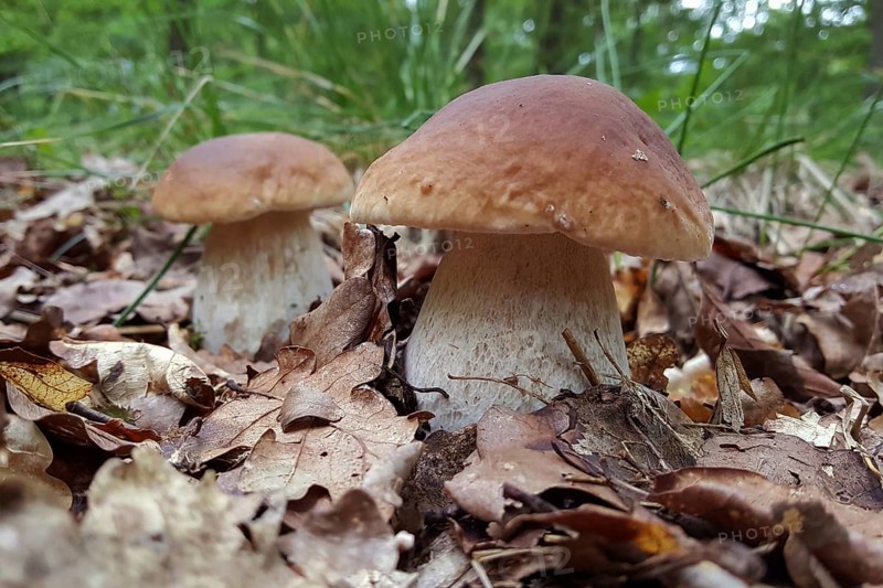 Mushrooms, thick-footed boletes, invite you to pick them in the late summer forest, mushroom season in late summer, mushroom hike, autumn, local nature, Eifel, North Rhine-Westphalia, Germany, Western Europe
