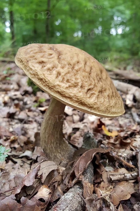 Mushroom time in the forest... Boletus (edible mushroom), mushrooms in the Eifel, local nature, North Rhine-Westphalia, Germany, Western Europe