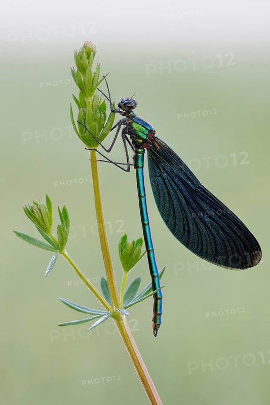 Blue-winged damselfly (Calopteryx virgo), sits in resting position on a delicate plant, inconspicuous beauty, during the day, in hard light, the males appear almost black from normal observation distance, on closer inspection green-blue metallic shimmering colouring of the body and the blue shimmering wings interspersed with fine veins, the last three abdomen segments are coloured red on the underside, native nature, North Rhine-Westphalia, Germany, Western Europe