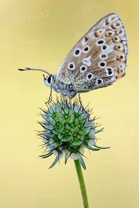 Adonis blue (Polyommatus bellargus), very beautiful butterfly, endangered due to habitat loss, detailed close-up, side view, resting on a plant, adapted to dry grassland, calcareous grassland, native nature, Eifel, North Rhine-Westphalia, Germany, Western Europe