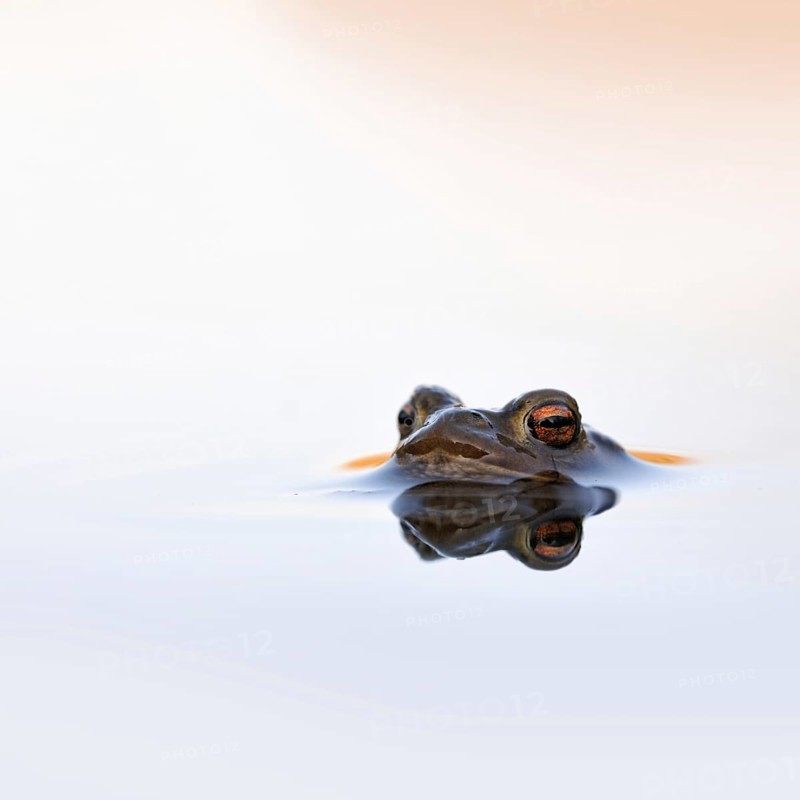 Waiting... Common toad (Bufo bufo) in spawning waters, waiting for a female ready to mate, typical toad eyes, beautiful light, native amphibians, toads, nature, native nature, Meerbusch, Rhineland, Cologne Bay, North Rhine-Westphalia, Germany, Western Europe