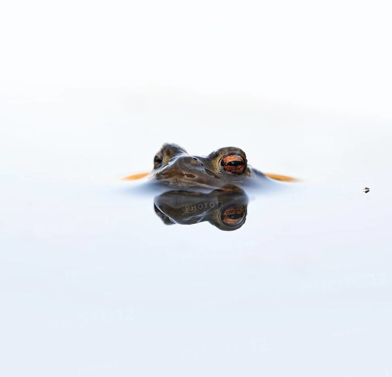 In spring... Common toad (Bufo bufo), male toad patiently waiting in spawning waters for a female ready to mate, swimming on the surface, on the lookout, native amphibians, toads, calm, detailed, clear picture, white background, native nature, Meerbusch, Rhineland, Cologne Bay, North Rhine-Westphalia, Germany, Western Europe