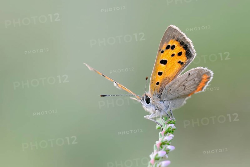 Towards the sun... Small copper (Lycaena phlaeas), butterfly, belongs to the blue butterflies, warms up, shortly in front of take-off, opens its wings, shows underside of wings, native nature, Rhineland, North Rhine-Westphalia, Germany, Western Europe