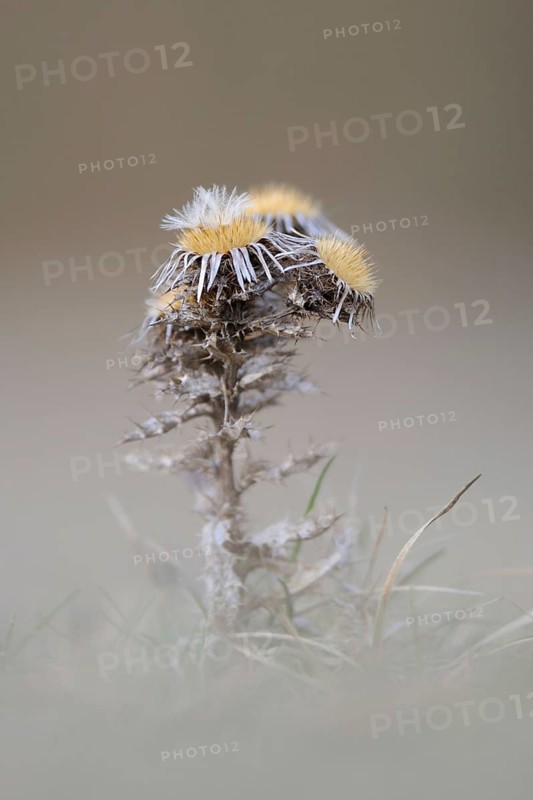 Silent splendour... Golden thistle (Carlina vulgaris), last year's specimen photographed in early spring in the Eifel, plant prefers to grow on dry grassland, calcareous grassland and other poor soils, very clear, soft image, pleasant muted colours, matching the dry thistle, native nature, Eifel, North Rhine-Westphalia, Germany, Western Europe