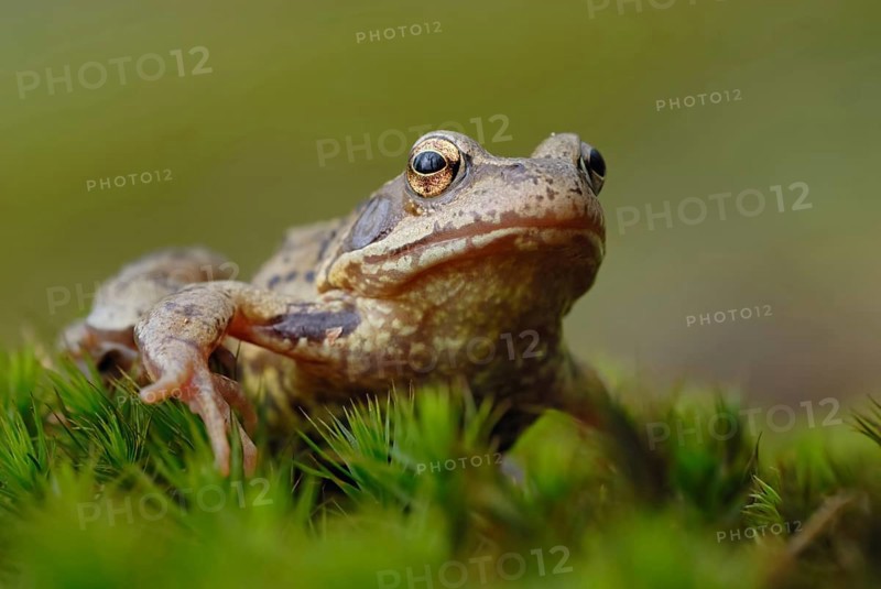 Discouraged... Grass frog (Rana temporaria) during amphibian migration in spring, March, April, native nature, Meerbusch, Rhineland, Lower Rhine, North Rhine-Westphalia, Germany, Western Europe