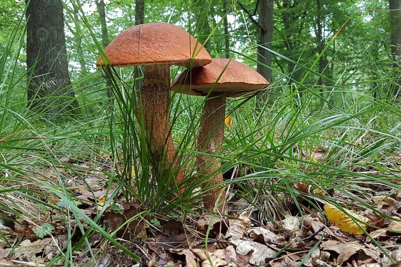 Mushroom season... Deciduous forest red cap Leccinum aurantiacum) in its natural environment, delicious edible mushroom, mushrooms in the late summer forest, photo taken in August, Eifel, North Rhine-Westphalia, Germany, Eifel, North Rhine-Westphalia, Germany