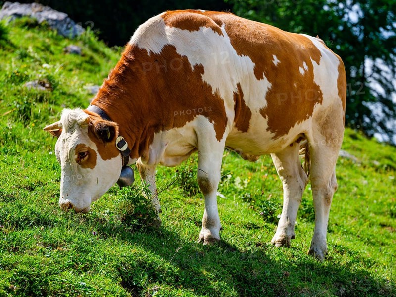 Dairy cow eating grass on the mountain pasture, Jenner, Berchtesgaden National Park, Schönau am Königssee, Berchtesgadener Land, Upper Bavaria, Bavaria, Germany