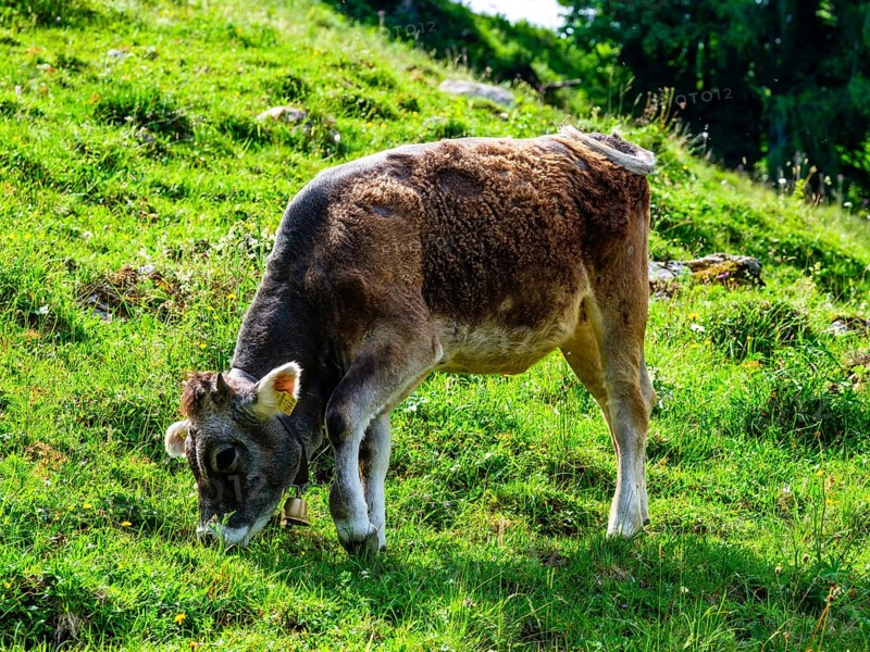 Calves eating grass on the mountain pasture, Jenner, Berchtesgaden National Park, Schönau am Königssee, Berchtesgadener Land, Upper Bavaria, Bavaria, Germany