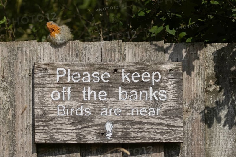 European robin (Erithacus rubecula) adult bird on a sign at a wildlife trust site, Lackford Lakes nature reserve, Suffolk, England, United Kingdom