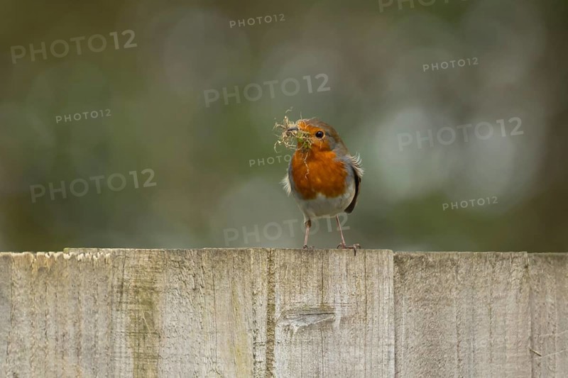 European robin (Erithacus rubecula) adult bird on an urban garden fence with nesting material in its beak in springtime, England, United Kingdom