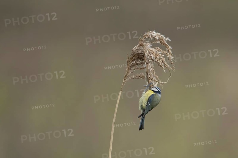 Blue tit (Cyanistes Caeruleus) adult bird feeding on a Common reed seedhead in a reedbed, England, United Kingdom