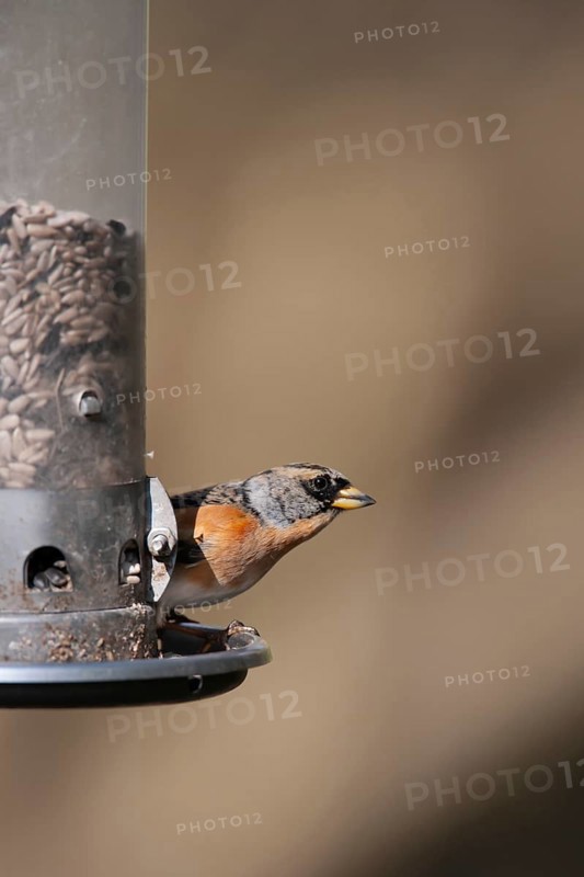 Brambling (Fringilla montifringilla) adult male bird on a garden bird feeder, England, United Kingdom