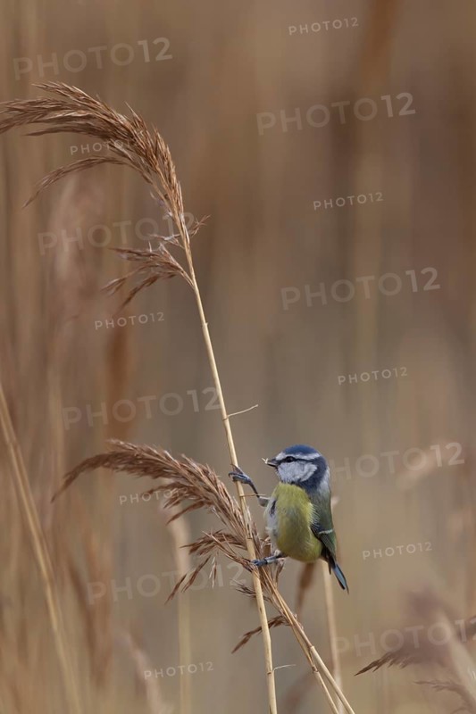 Blue tit (Cyanistes Caeruleus) adult bird feeding on a Common reed seedhead in a reedbed, England, United Kingdom