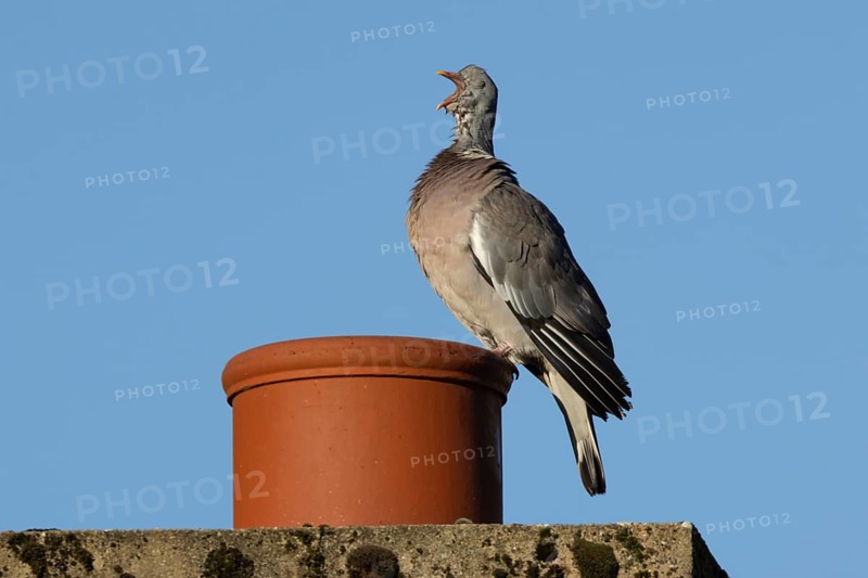 Wood pigeon (Columba palumbus) adult bird yawning on a rooftop chimney pot, England, United Kingdom