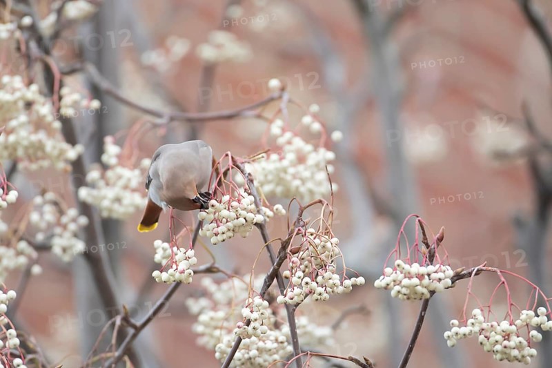 Waxwing (Bombycilla garrulus) adult bird feeding on tree berries, England, United Kingdom