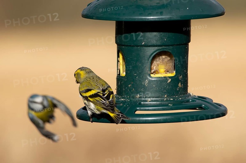 Siskin (Spinus spinus) adult bird on a bird feeder with a Blue tit flying in the background, England, United Kingdom