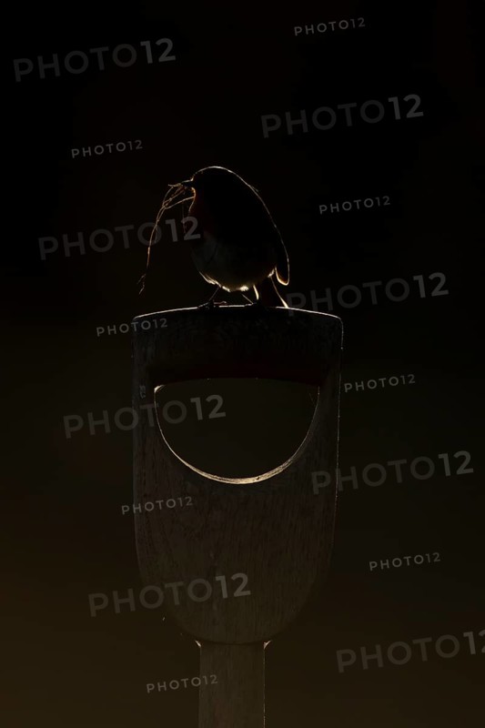 European robin (Erithacus rubecula) rim lit on a garden fork handle with nesting material in its beak, England, United Kingdom