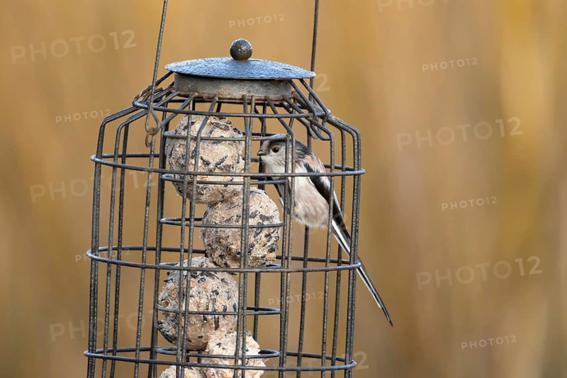 Long tailed tit (Aegithalos caudatus) adult bird on a garden fat ball feeder England, United Kingdom
