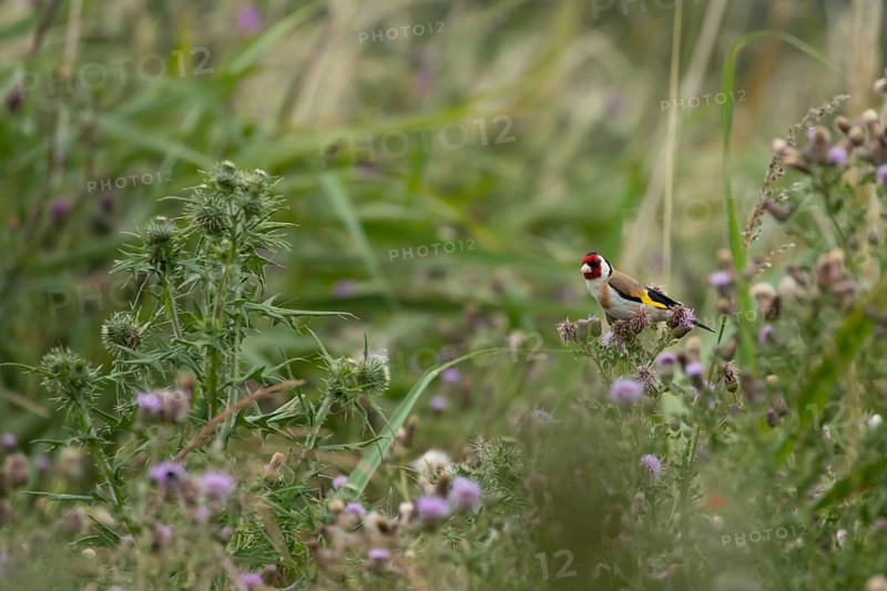 European goldfinch (Carduelis carduelis) adult bird on Creeping thistle (Cirsium arvense) seed heads, England, United Kingdom