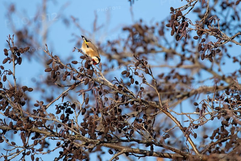 European goldfinch (Carduelis carduelis) adult bird feeding on Alder tree seeds in winter, England, United Kingdom