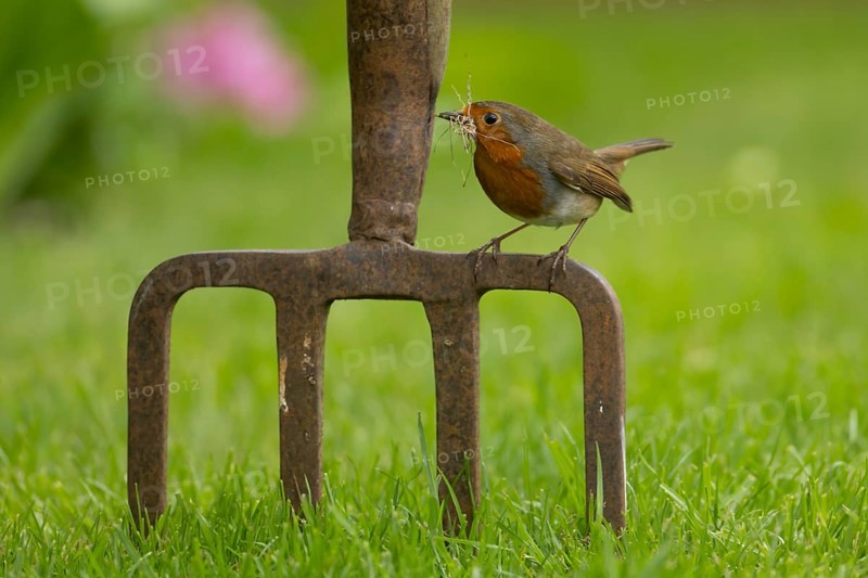 European robin (Erithacus rubecula) adult bird on a garden fork with nesting material in its beak in springtime, England, United Kingdom