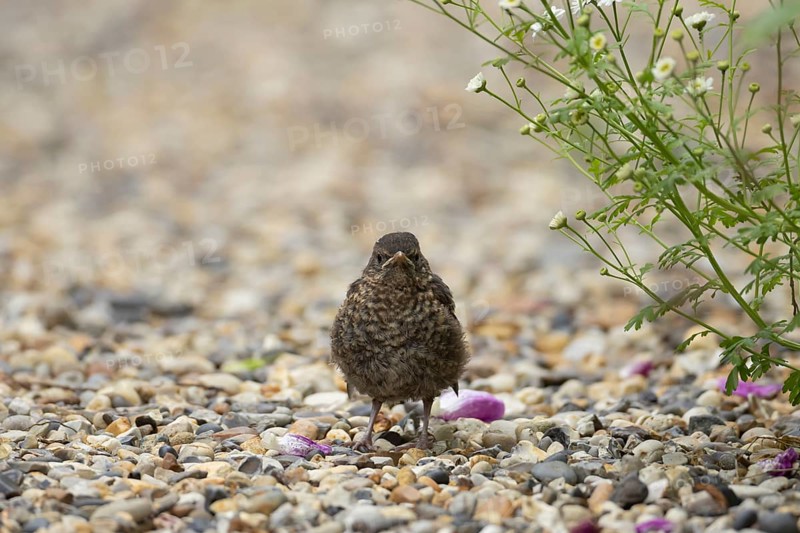 Eurasian blackbird (Turdus merula) juvenile baby bird on a garden shingle path, England, United Kingdom