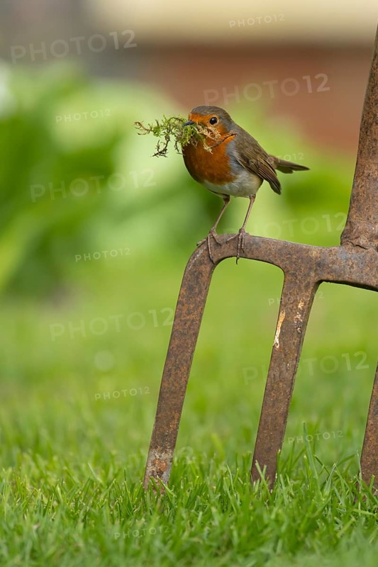 European robin (Erithacus rubecula) adult bird on a garden fork with nesting material in its beak in springtime, England, United Kingdom