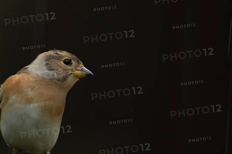 Brambling (Fringilla montifringilla) adult female bird head portrait, England, United Kingdom