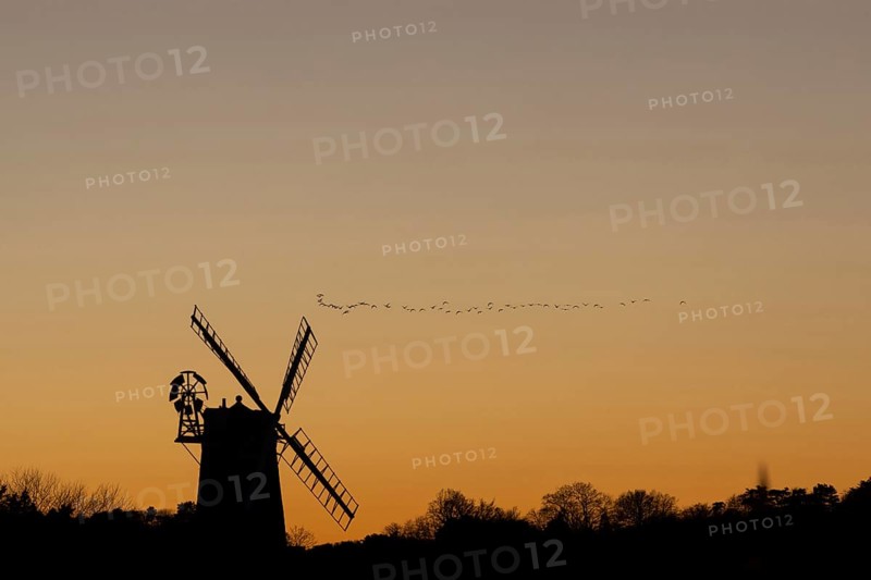 Windmill silhouetted at sunset with a red sky and a skein or flock of Pink-footed geese (Anser brachyrhynchus) birds flying above, Cley-next-to-the-sea, Norfolk, England, United Kingdom