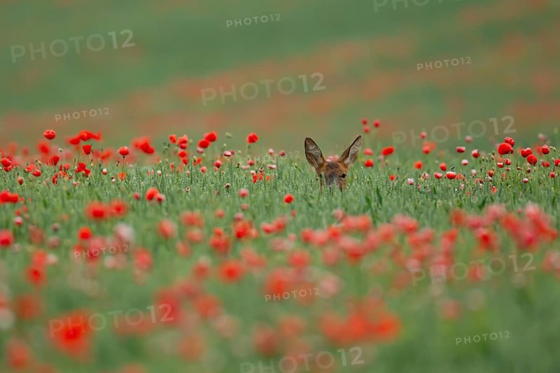 Roe deer (Capreolus capreolus) adult female doe animal in a farmland wheat field with red poppy flowers in summer, England, United Kingdom