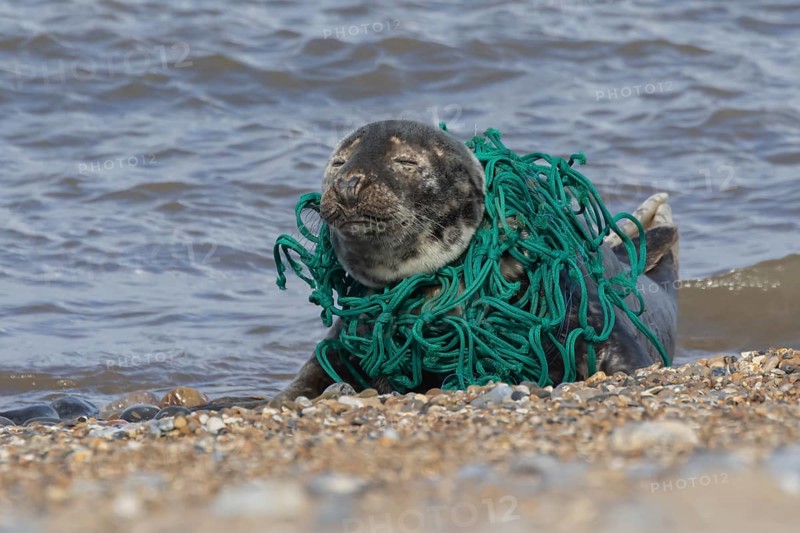 Grey seal (Halichoerus grypus) adult animal with netting wrapped around its body resting on a beach, England, United Kingdom