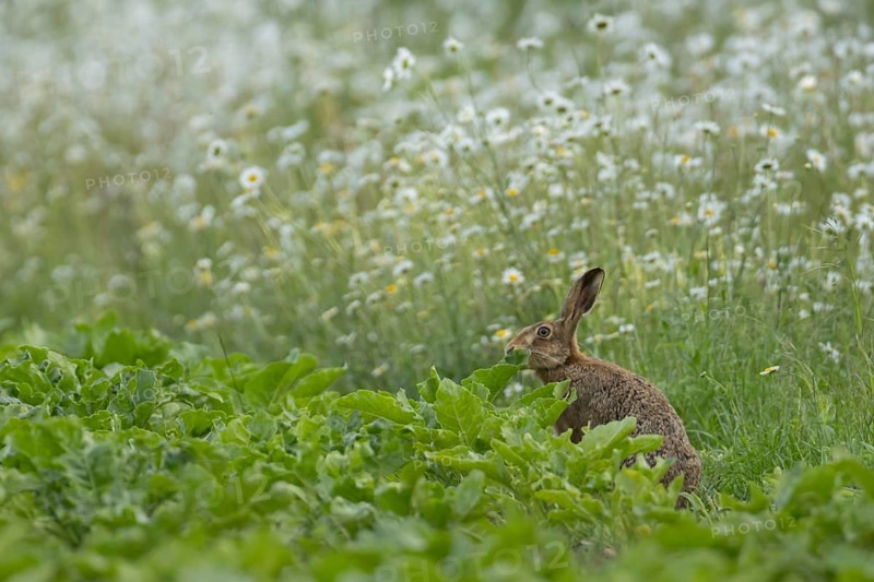 European brown hare (Lepus europaeus) adult animal feeding on the edge of a farmland sugar beet crop with a wildflower margin of Oxeye daisy flowers, England, United Kingdom