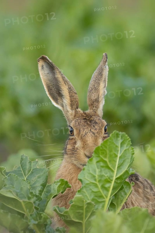 European brown hare (Lepus europaeus) adult animal in a farmland sugar beet crop, England, United Kingdom