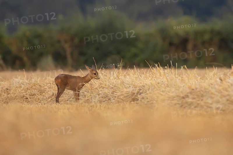 Roe deer (Capreolus capreolus) juvenile baby fawn animal standing in a farmland stubble field in summer, England, United Kingdom
