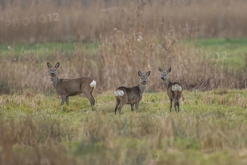 Roe deer (Capreolus capreolus) adult female doe animal and two juvenile fawns in Fenland in winter, England, United Kingdom