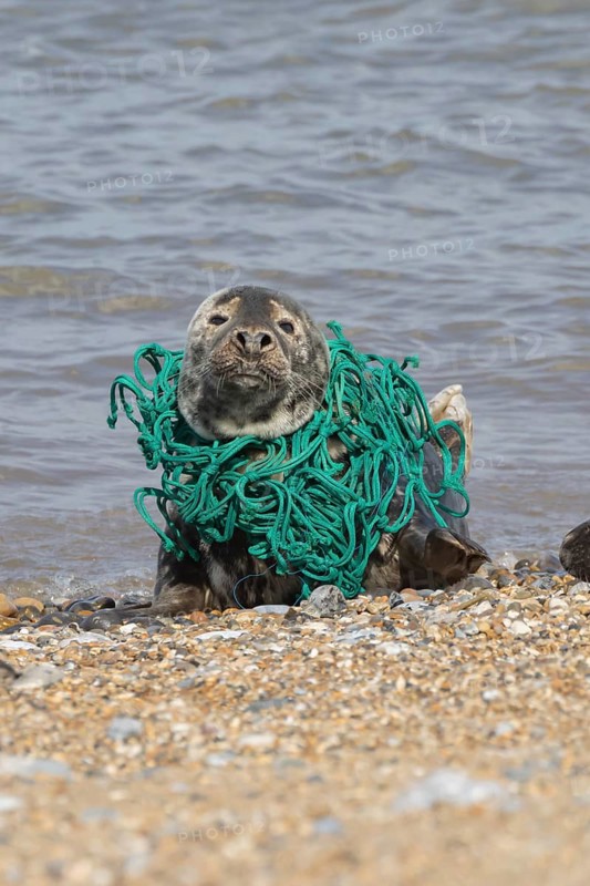 Grey seal (Halichoerus grypus) adult animal with netting wrapped around its body resting on a beach, England, United Kingdom