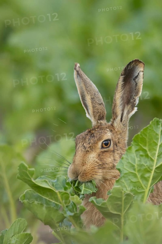 European brown hare (Lepus europaeus) adult animal eating a leaf in a farmland sugar beet crop, England, United Kingdom